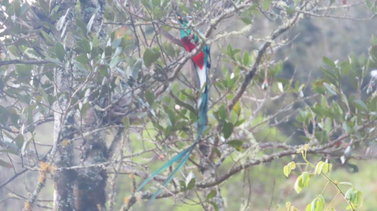 Quetzal (costaricensis) - ML615657433
