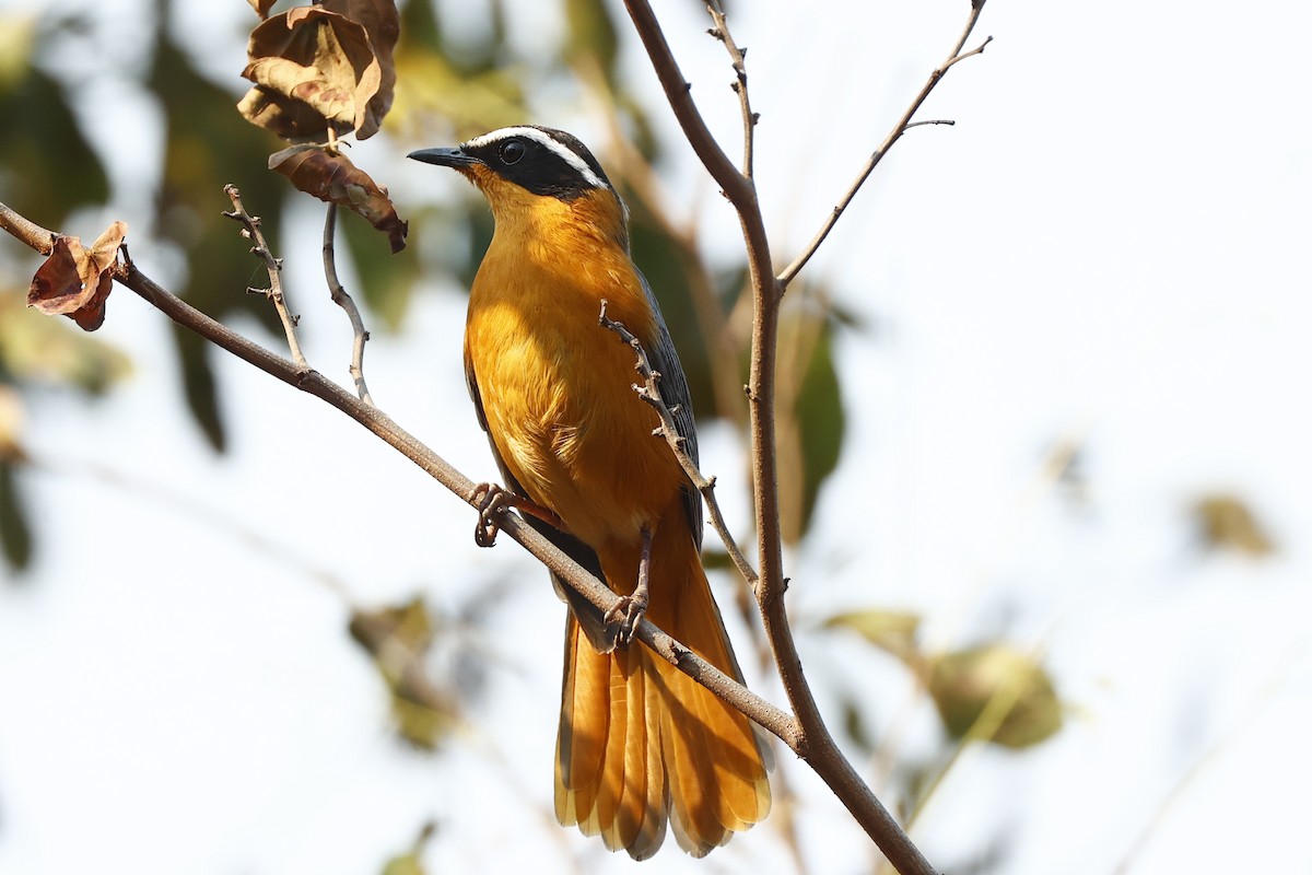 White-browed Robin-Chat - ML615657436