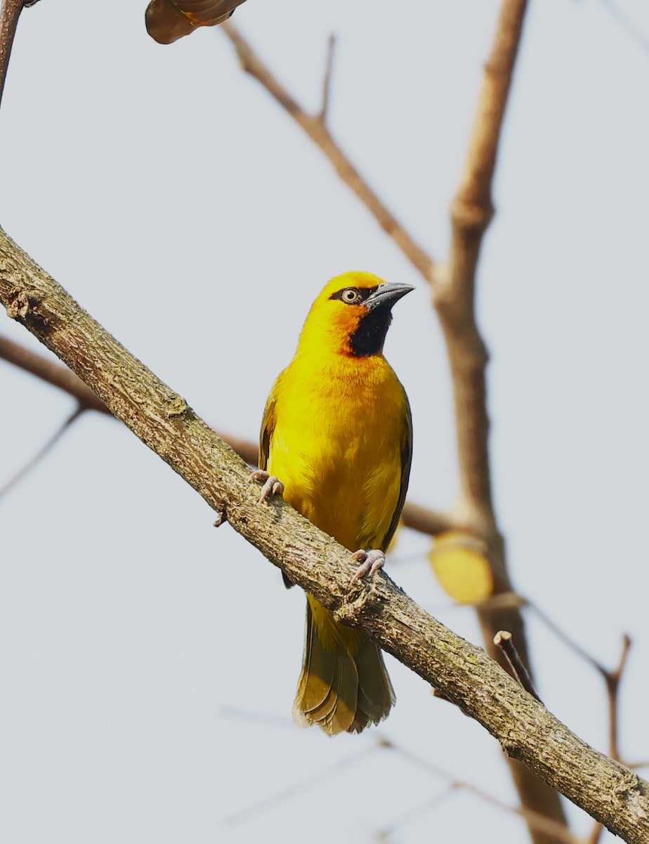 Spectacled Weaver - ML615657438