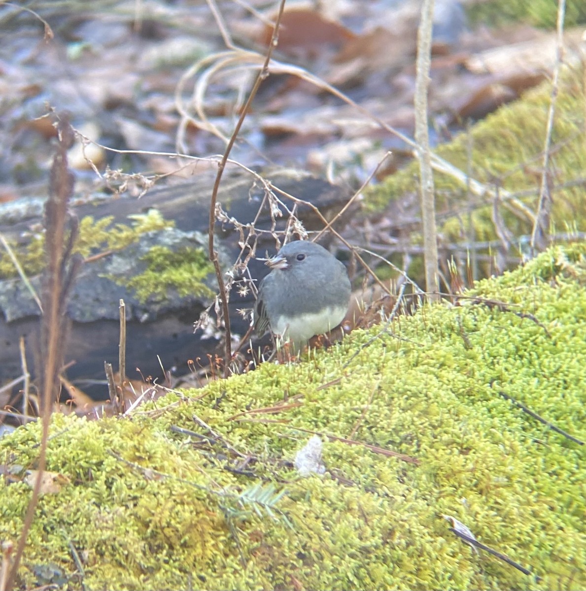 Dark-eyed Junco - ML615657444