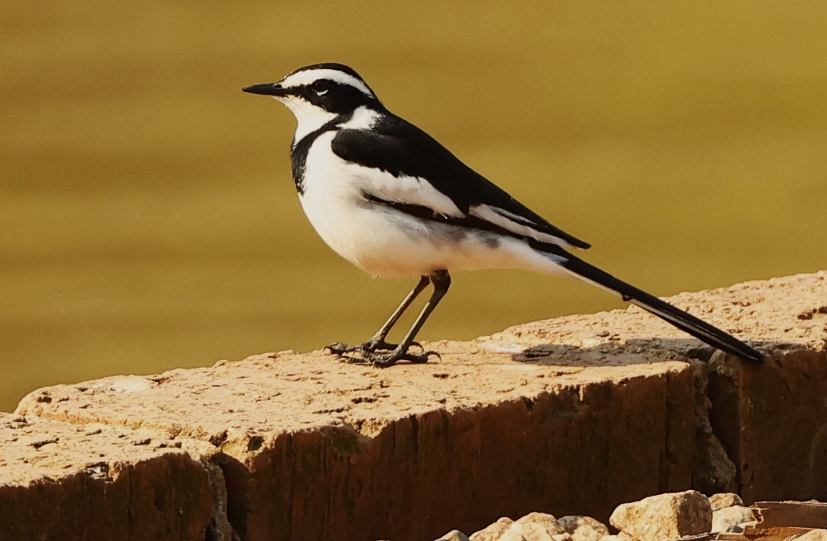 African Pied Wagtail - ML615657483