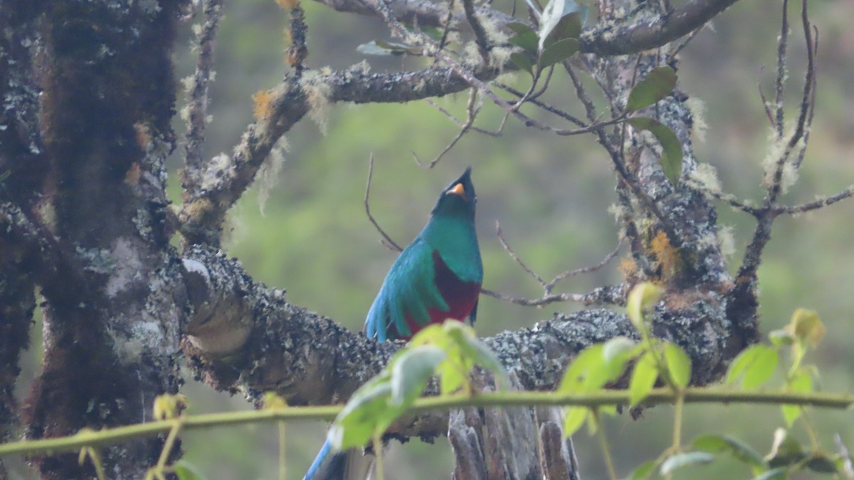 Quetzal (costaricensis) - ML615657494