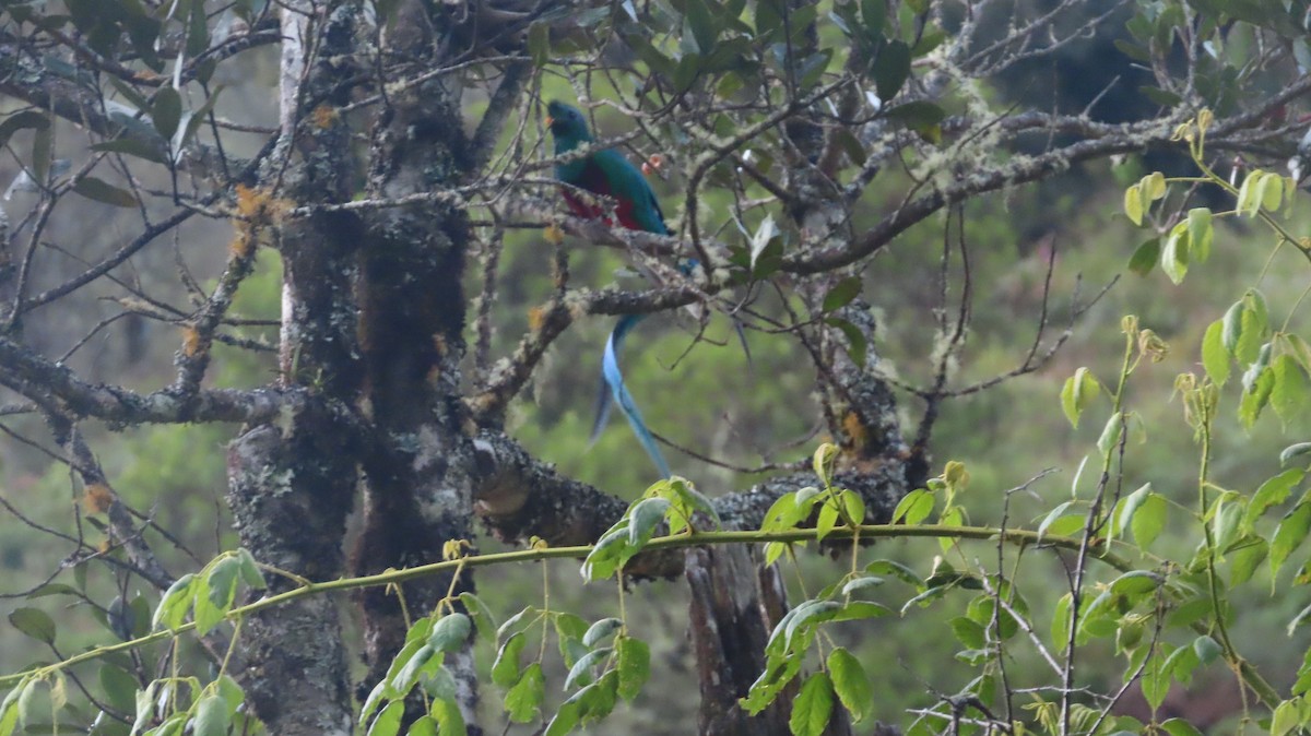 Resplendent Quetzal (Costa Rican) - ML615657495