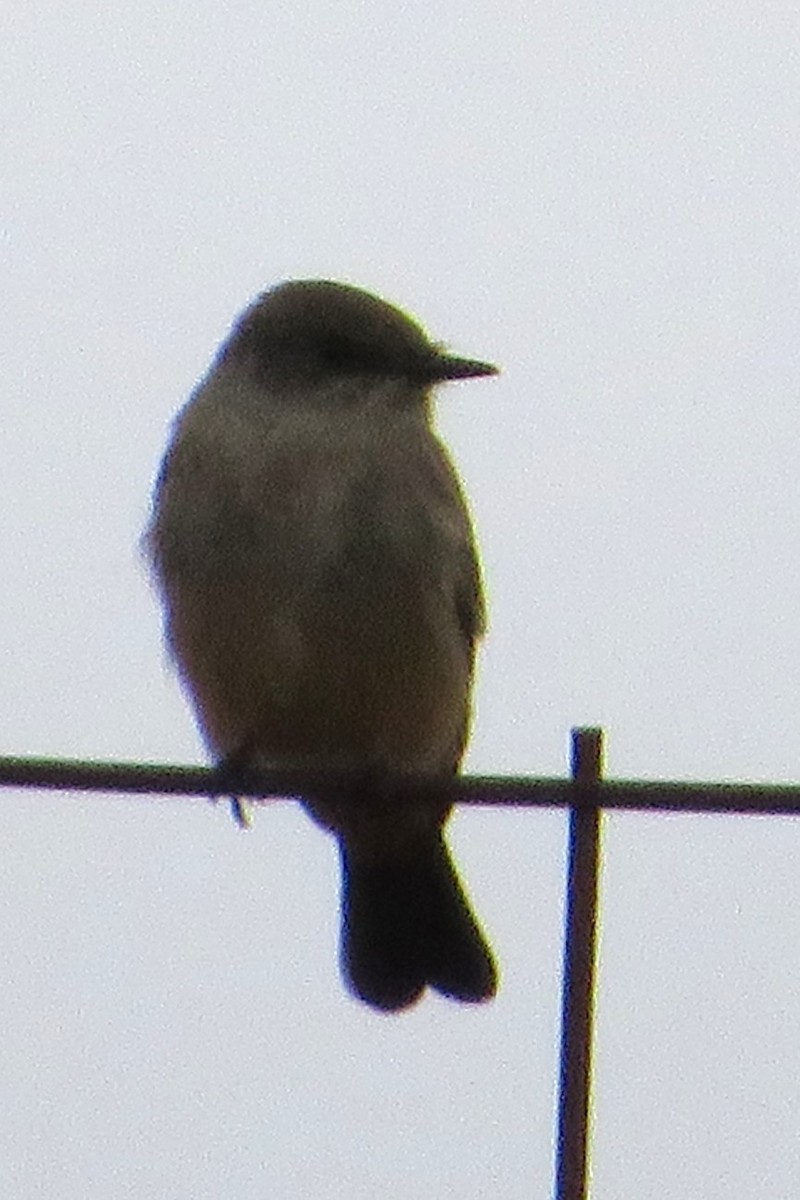 Say's Phoebe - ML615657546