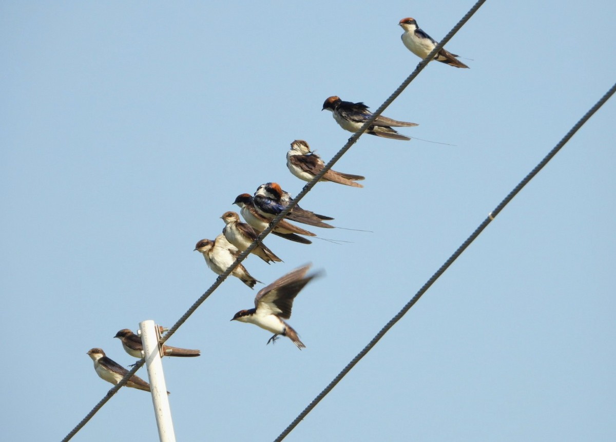 Wire-tailed Swallow - ML615657562