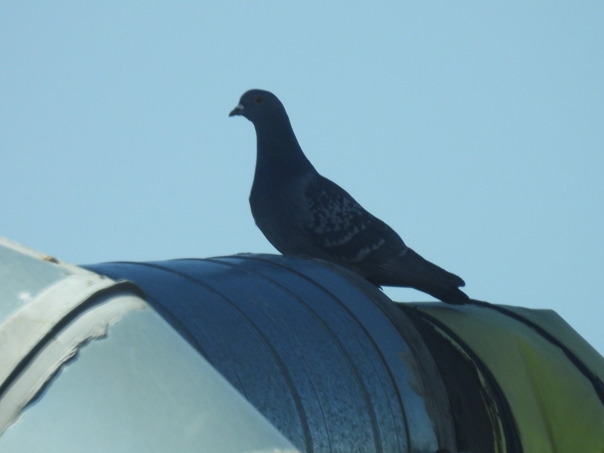 Rock Pigeon (Feral Pigeon) - ML615657577