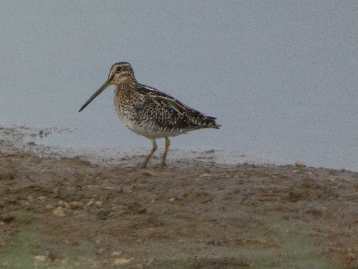 Wilson's Snipe - ML615657645