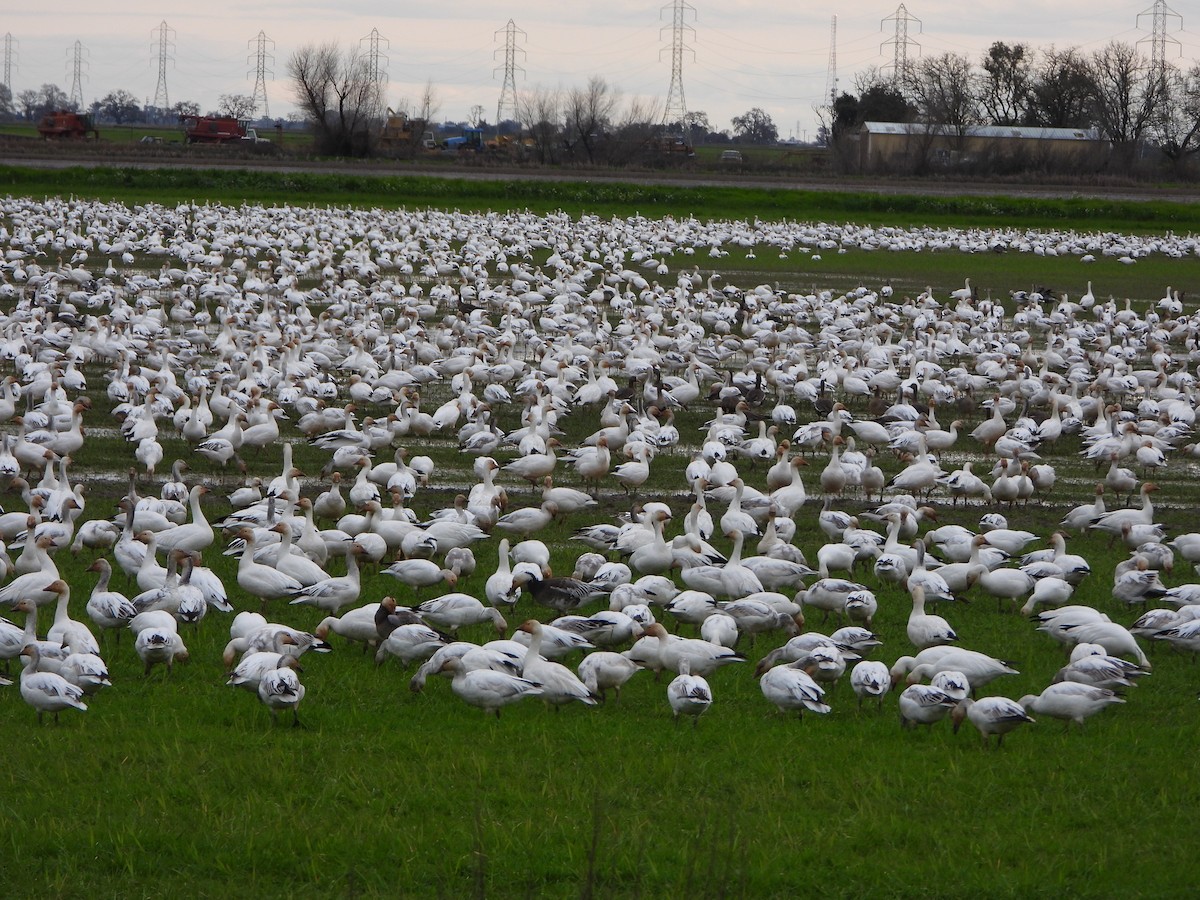 Snow Goose - Lynne Craft