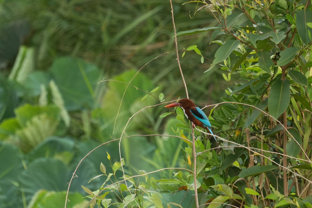 White-throated Kingfisher - ML615657693