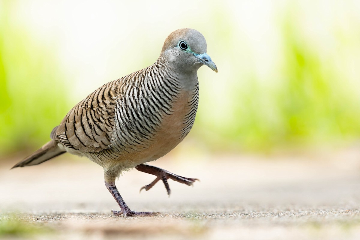 Zebra Dove - ML615657730