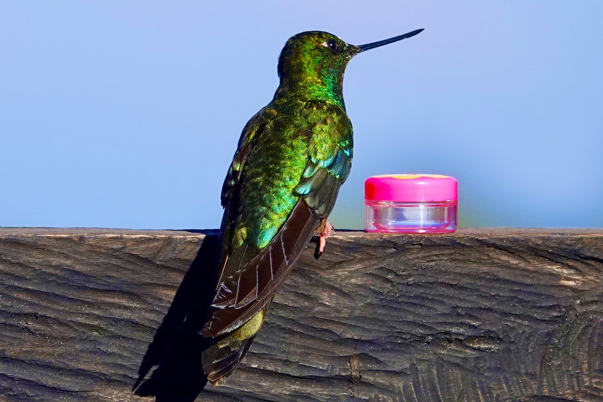 kolibřík modrokřídlý - ML615657746