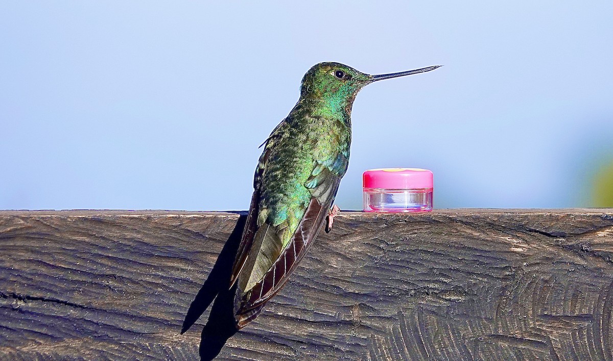 kolibřík modrokřídlý - ML615657747