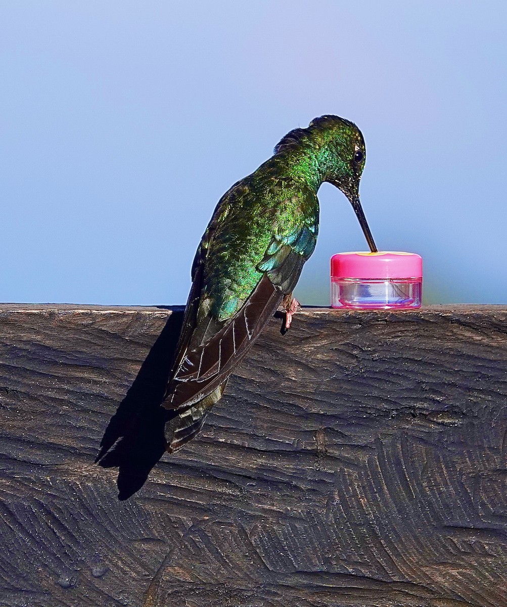 kolibřík modrokřídlý - ML615657749