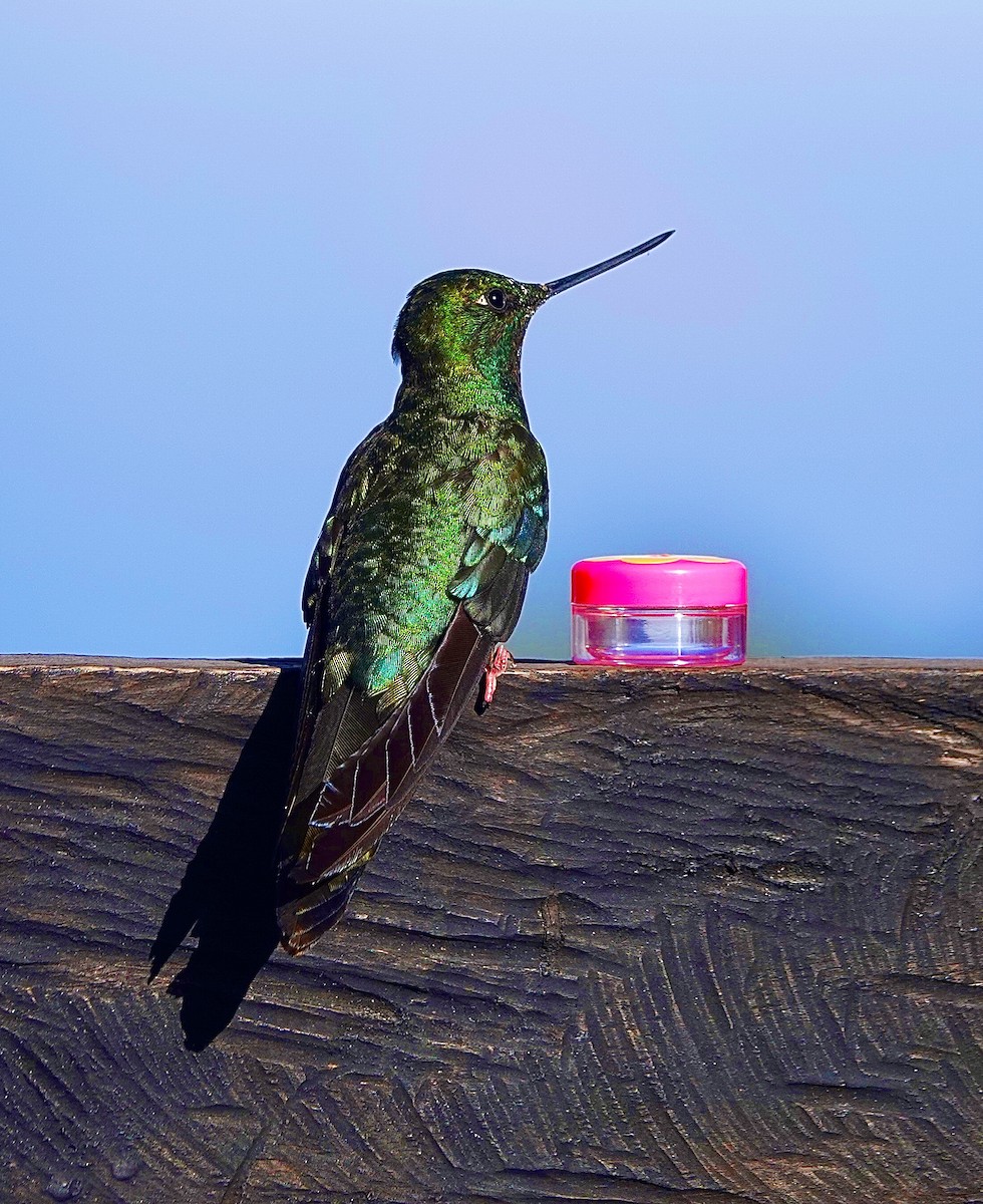 kolibřík modrokřídlý - ML615657750