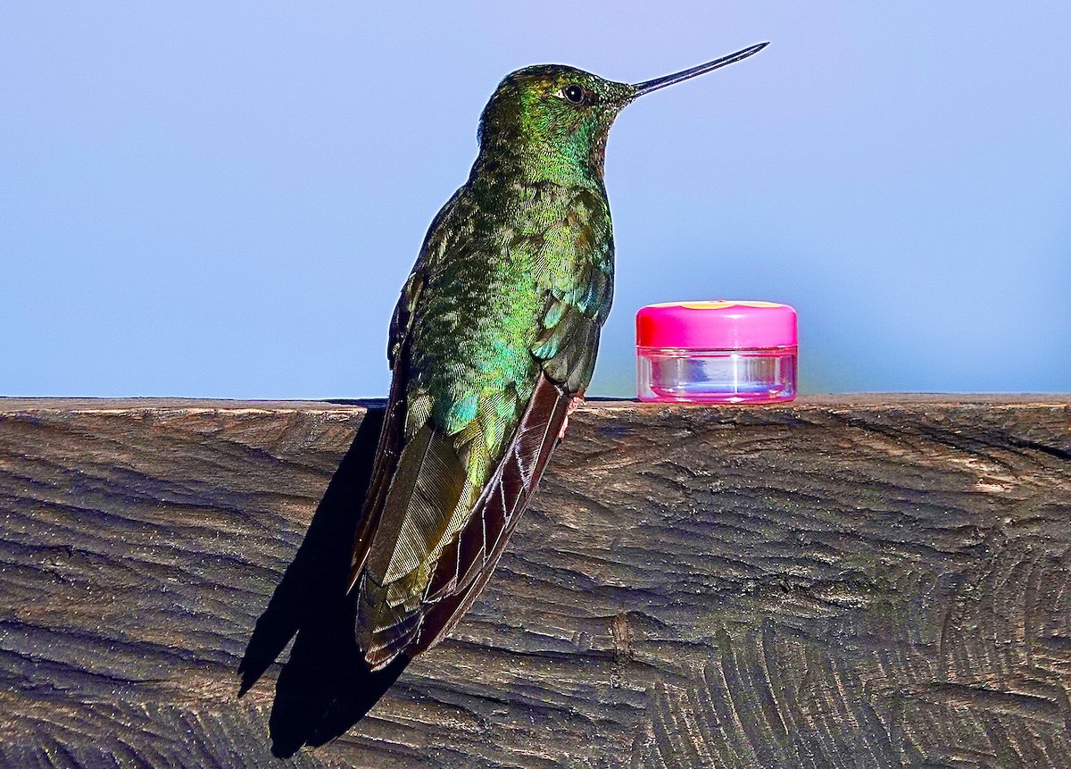 kolibřík modrokřídlý - ML615657751