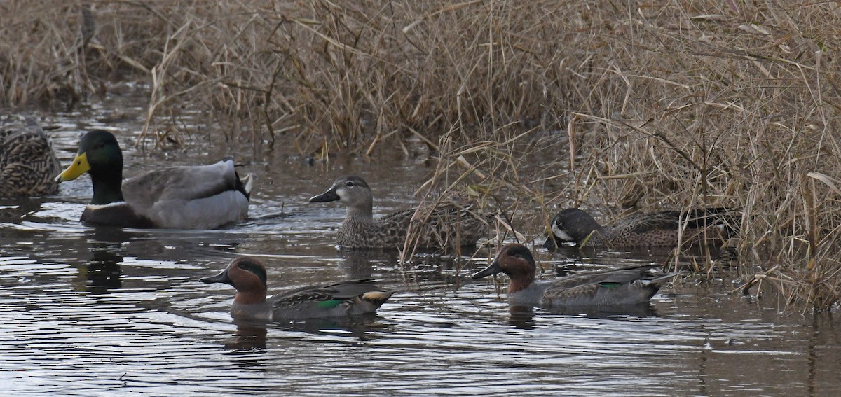 Blue-winged Teal - ML615657756