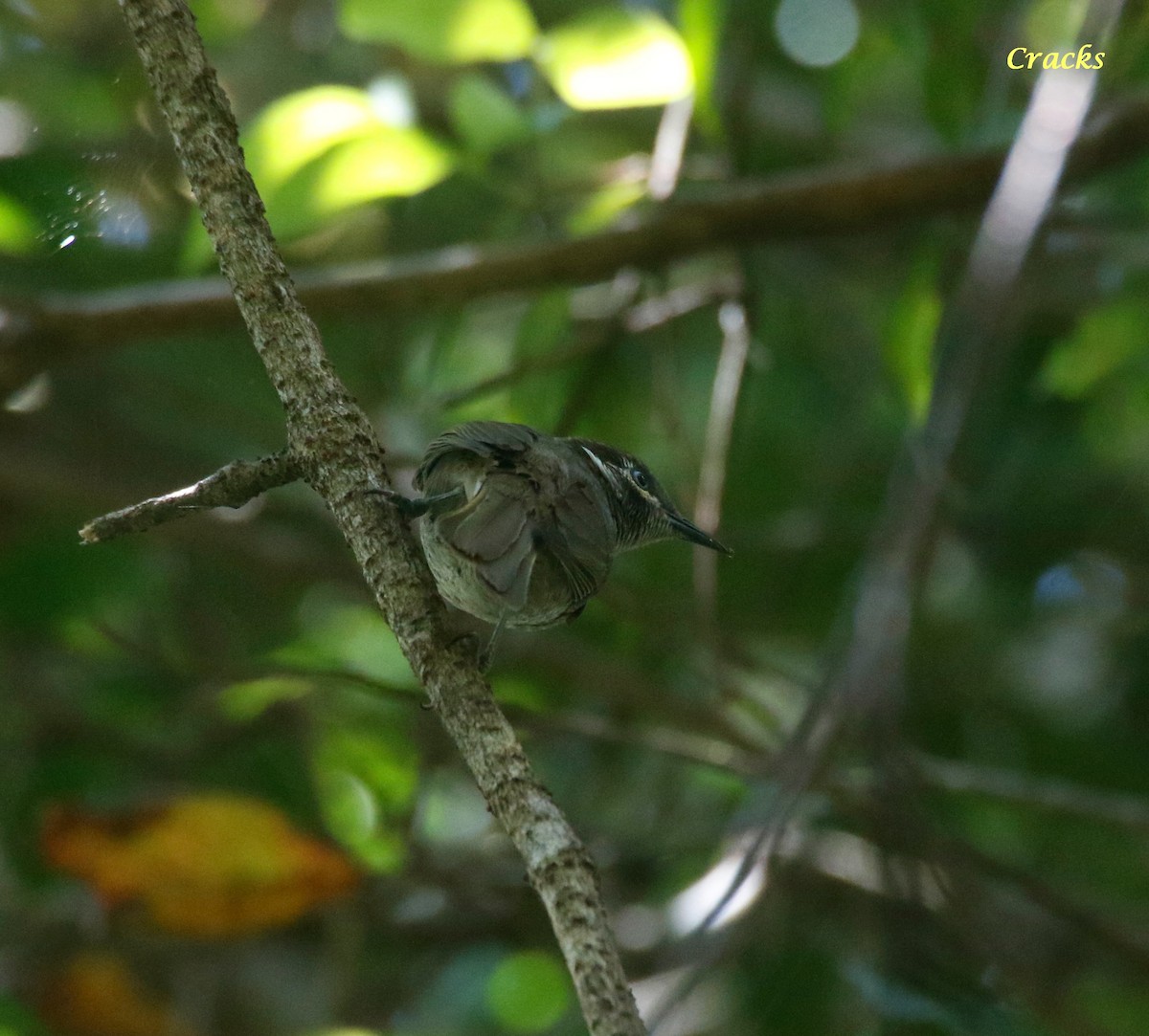 Eungella Honeyeater - Matt McCrae