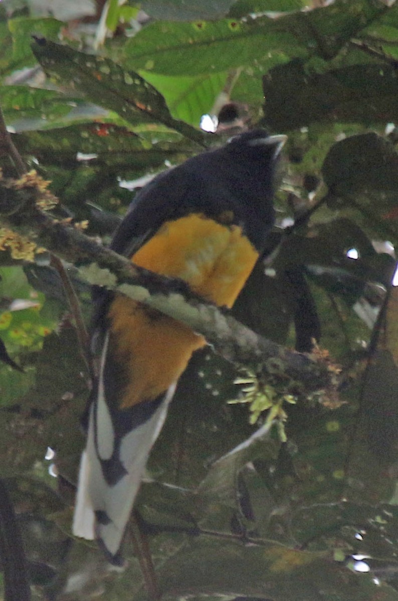 Green-backed Trogon - ML615657807