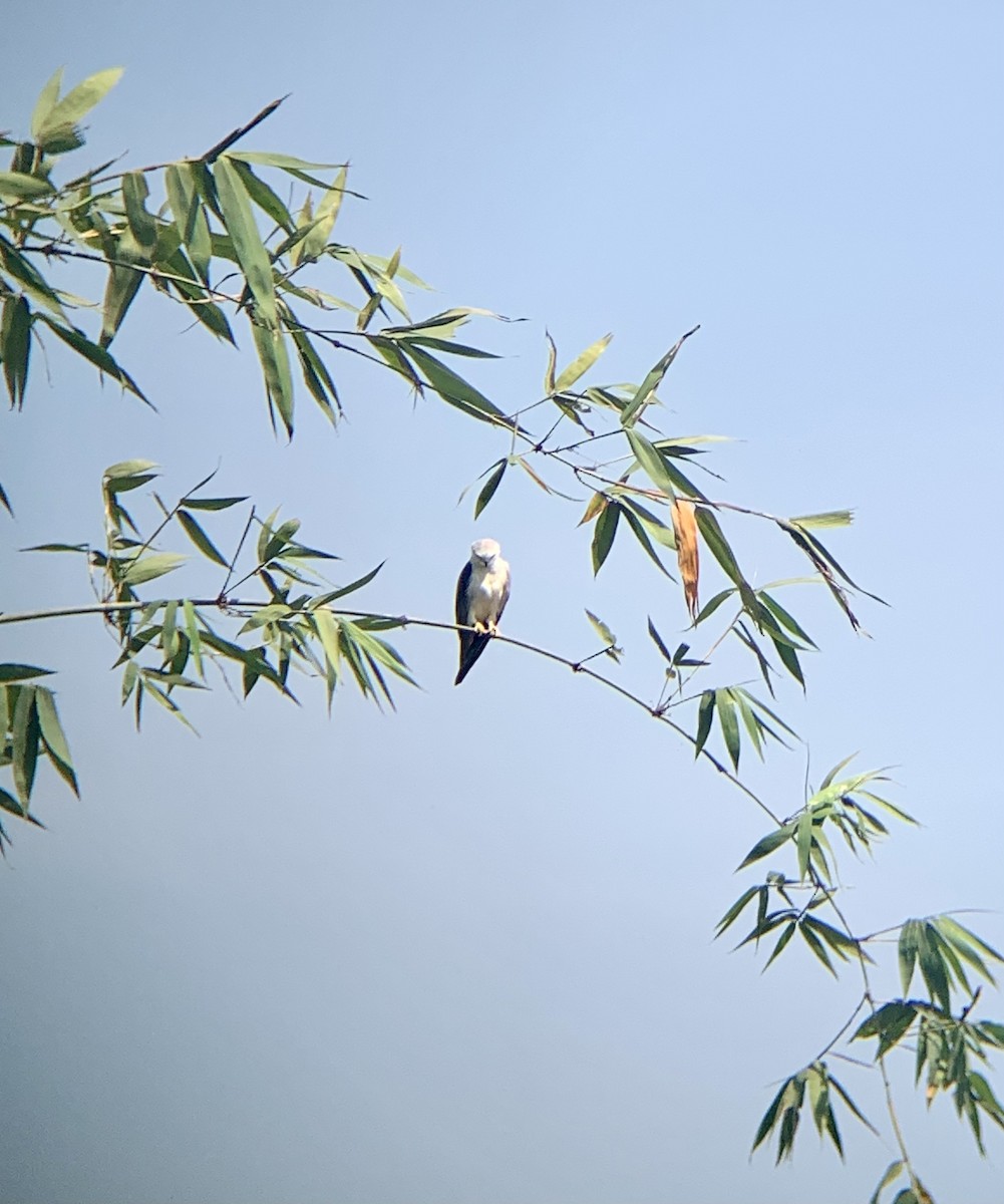 Black-winged Kite - Amsis Panta