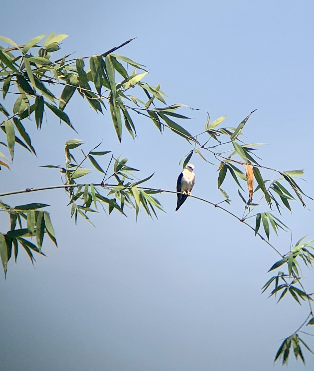 Black-winged Kite - Amsis Panta