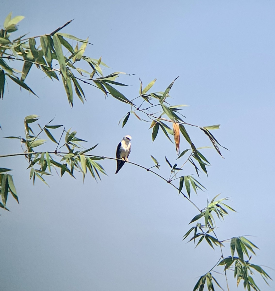 Black-winged Kite - Amsis Panta