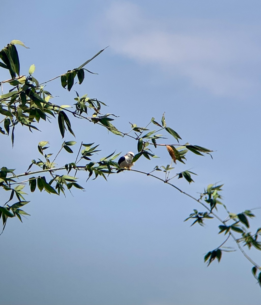 Black-winged Kite - Amsis Panta