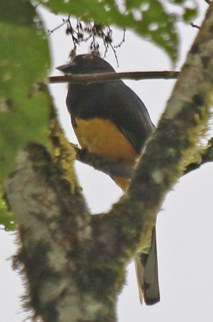 Green-backed Trogon - ML615657830