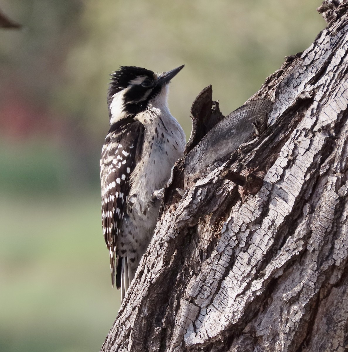 Nuttall's Woodpecker - ML615657842