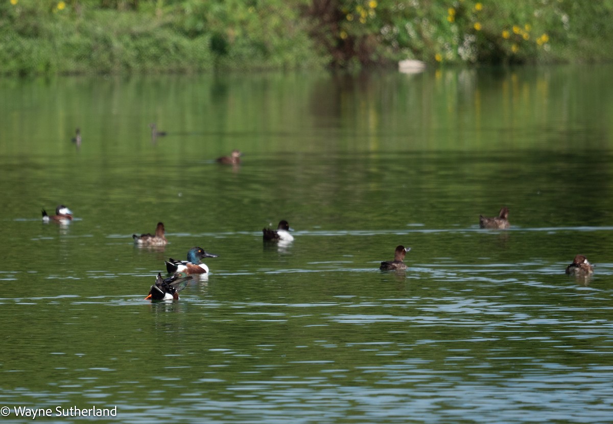 Northern Shoveler - Wayne  Sutherland