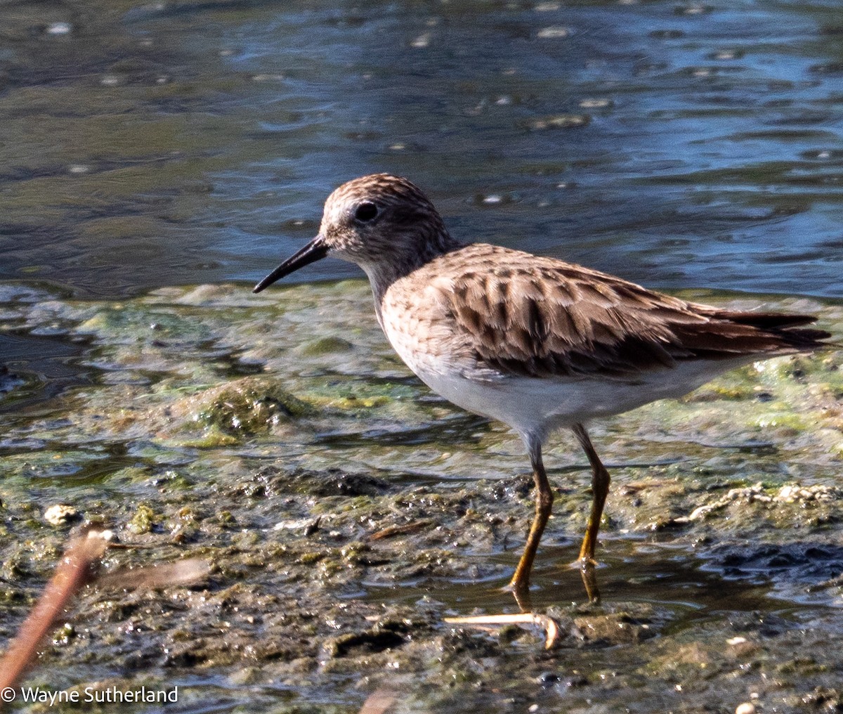 Least Sandpiper - ML615657929