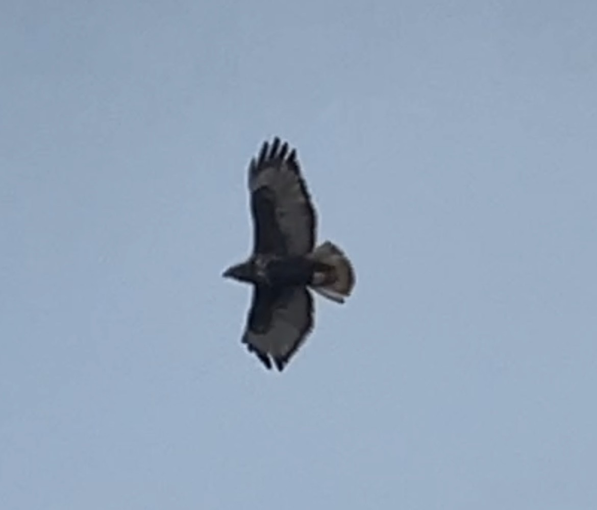 Red-tailed Hawk (Harlan's) - Amy Kearns