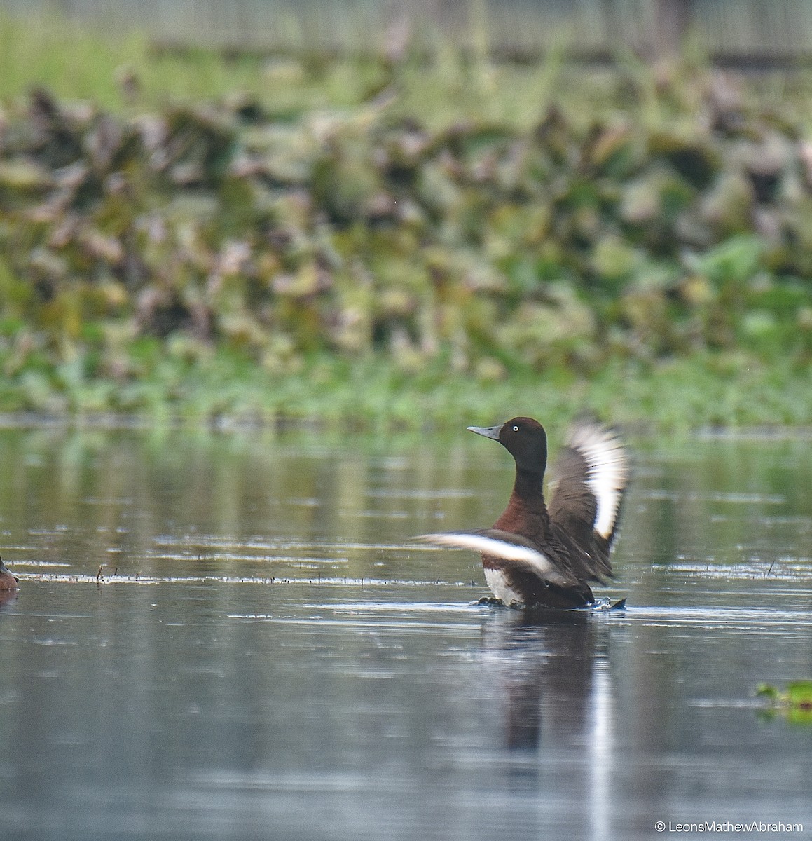 Baer's Pochard - Leons Mathew Abraham