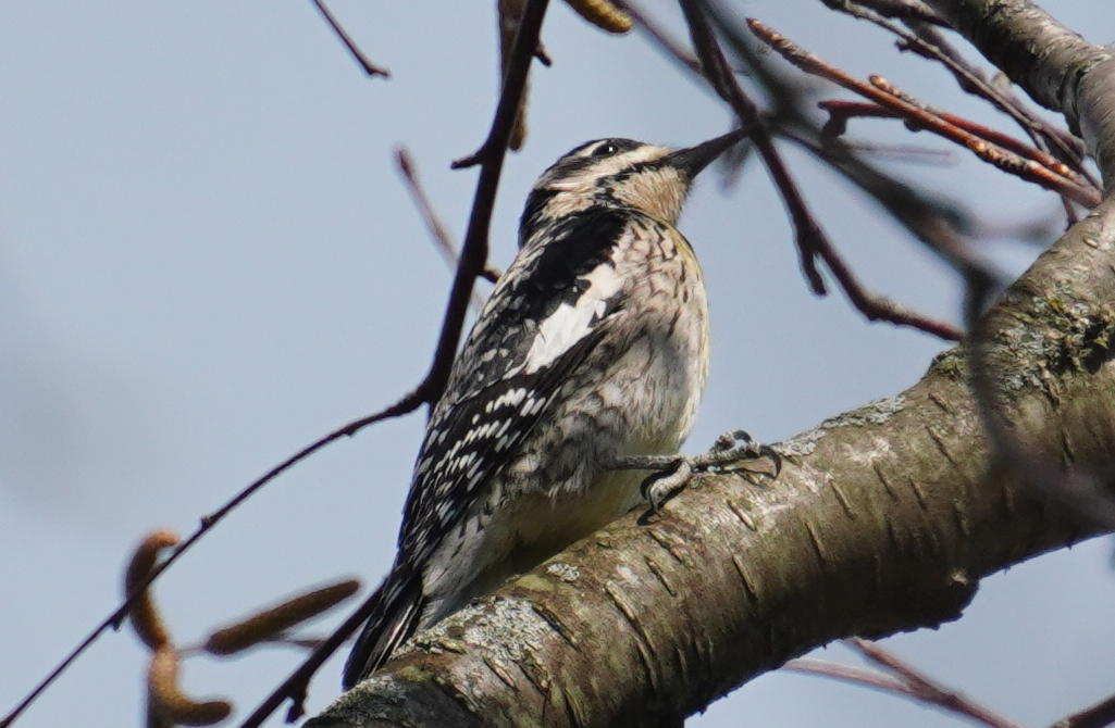 Yellow-bellied Sapsucker - T Y