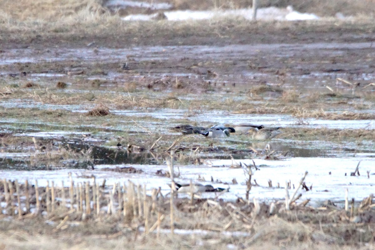 Northern Pintail - ML615658023