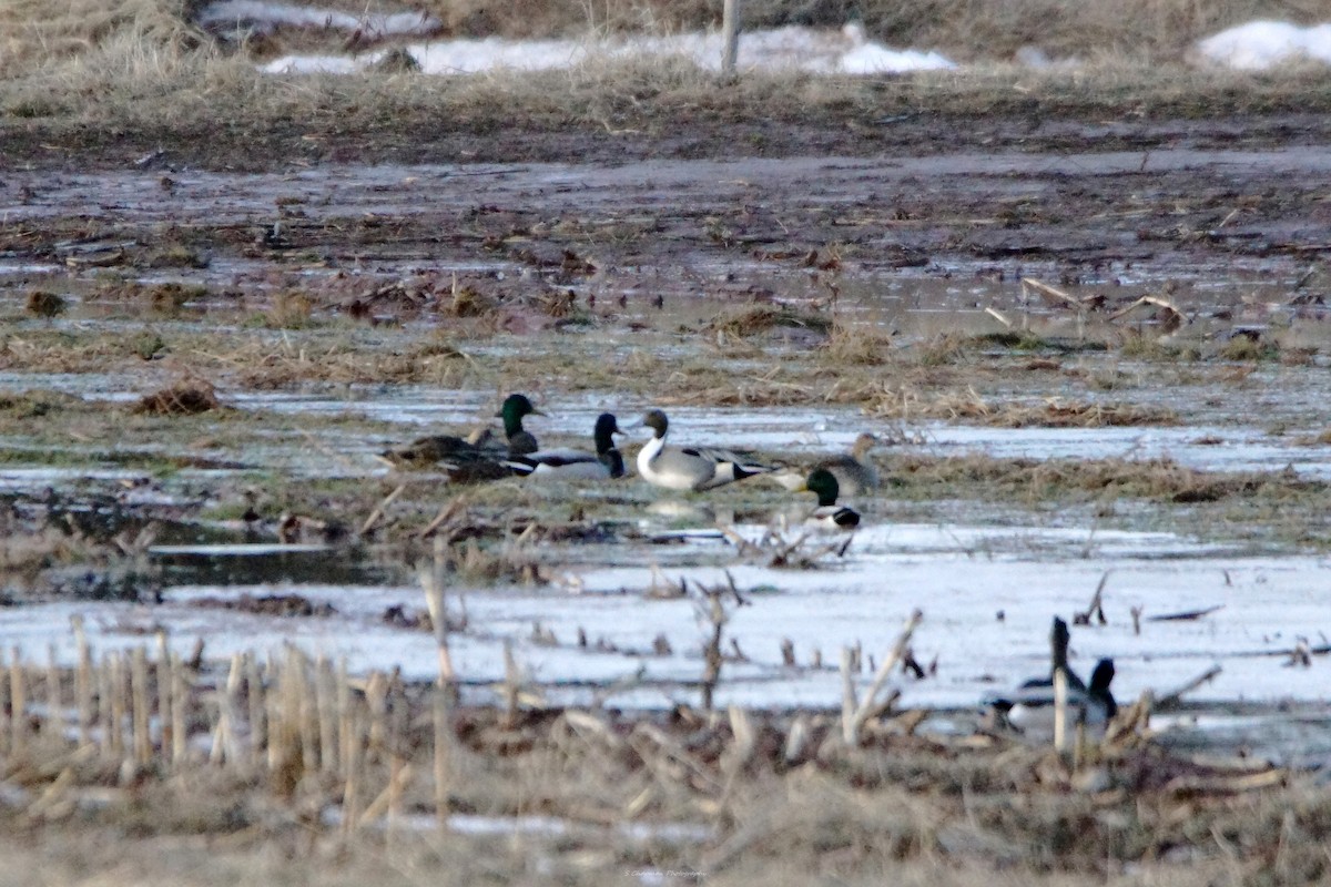 Northern Pintail - ML615658025