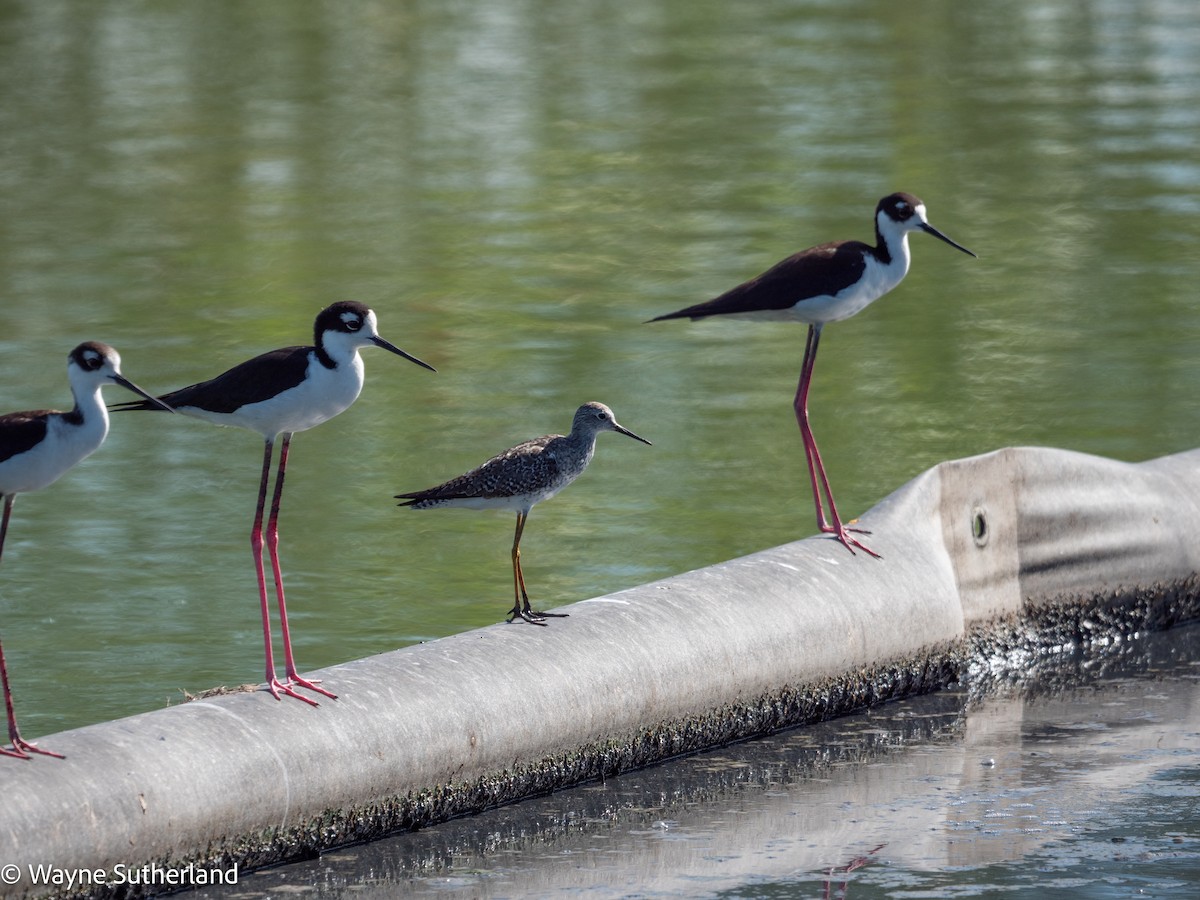 Lesser Yellowlegs - ML615658026