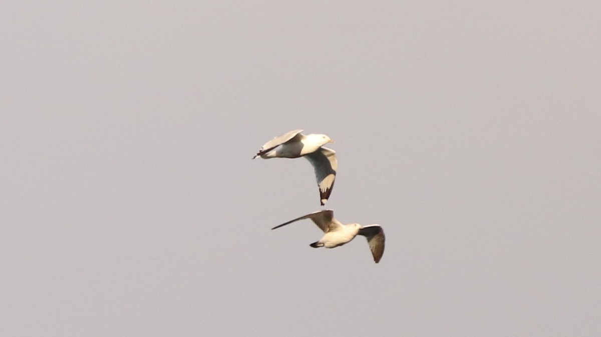 Ring-billed Gull - ML615658115