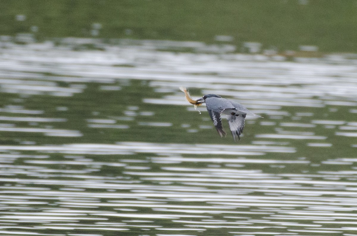 Martin-pêcheur d'Amérique - ML615658211