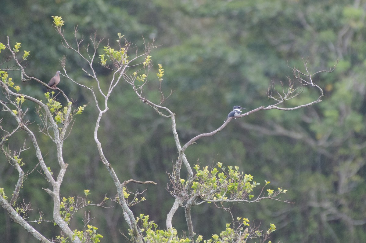 Belted Kingfisher - ML615658212