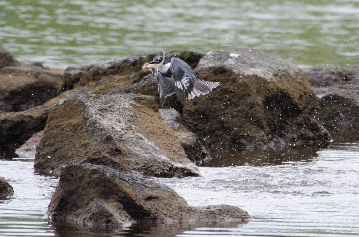 Belted Kingfisher - ML615658213