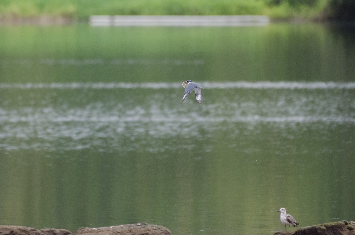 Belted Kingfisher - ML615658215