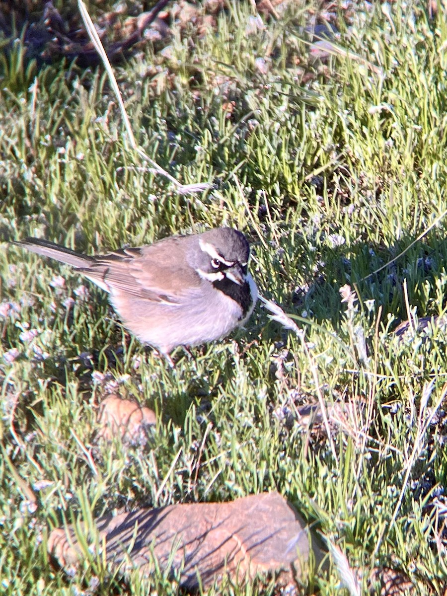 Black-throated Sparrow - ML615658255