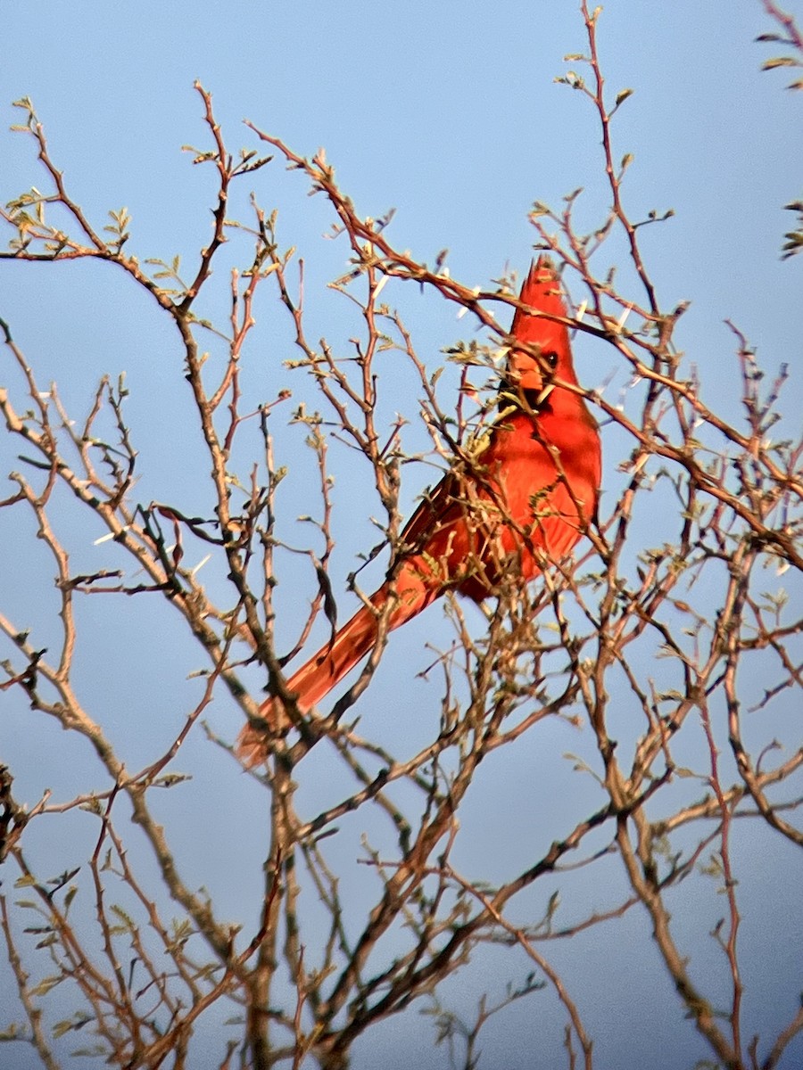 Northern Cardinal - Ryan Votta