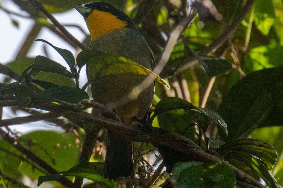 Tangara à bavette jaune - ML615658320