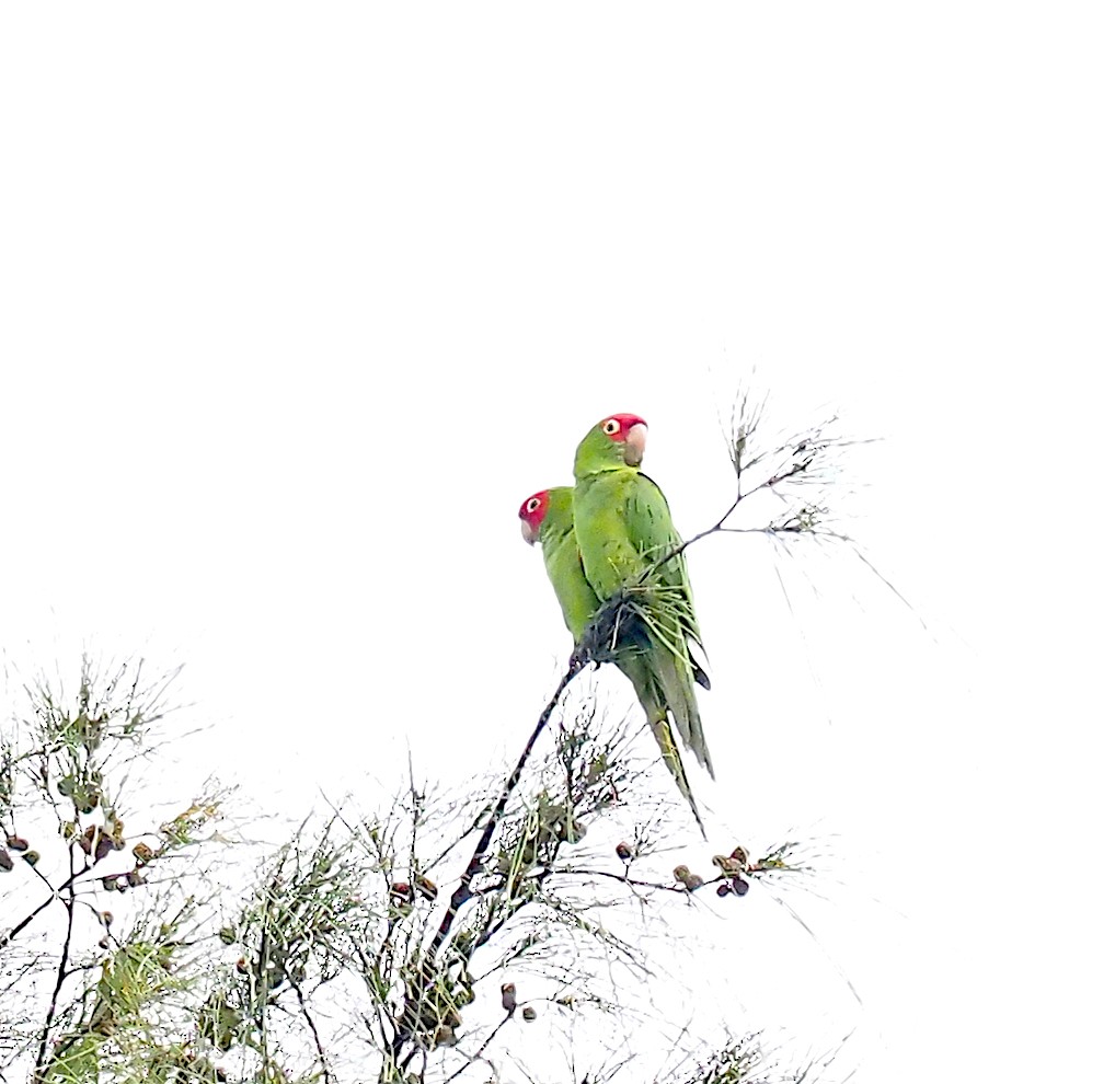 Mitred/Red-masked Parakeet - ML615658340