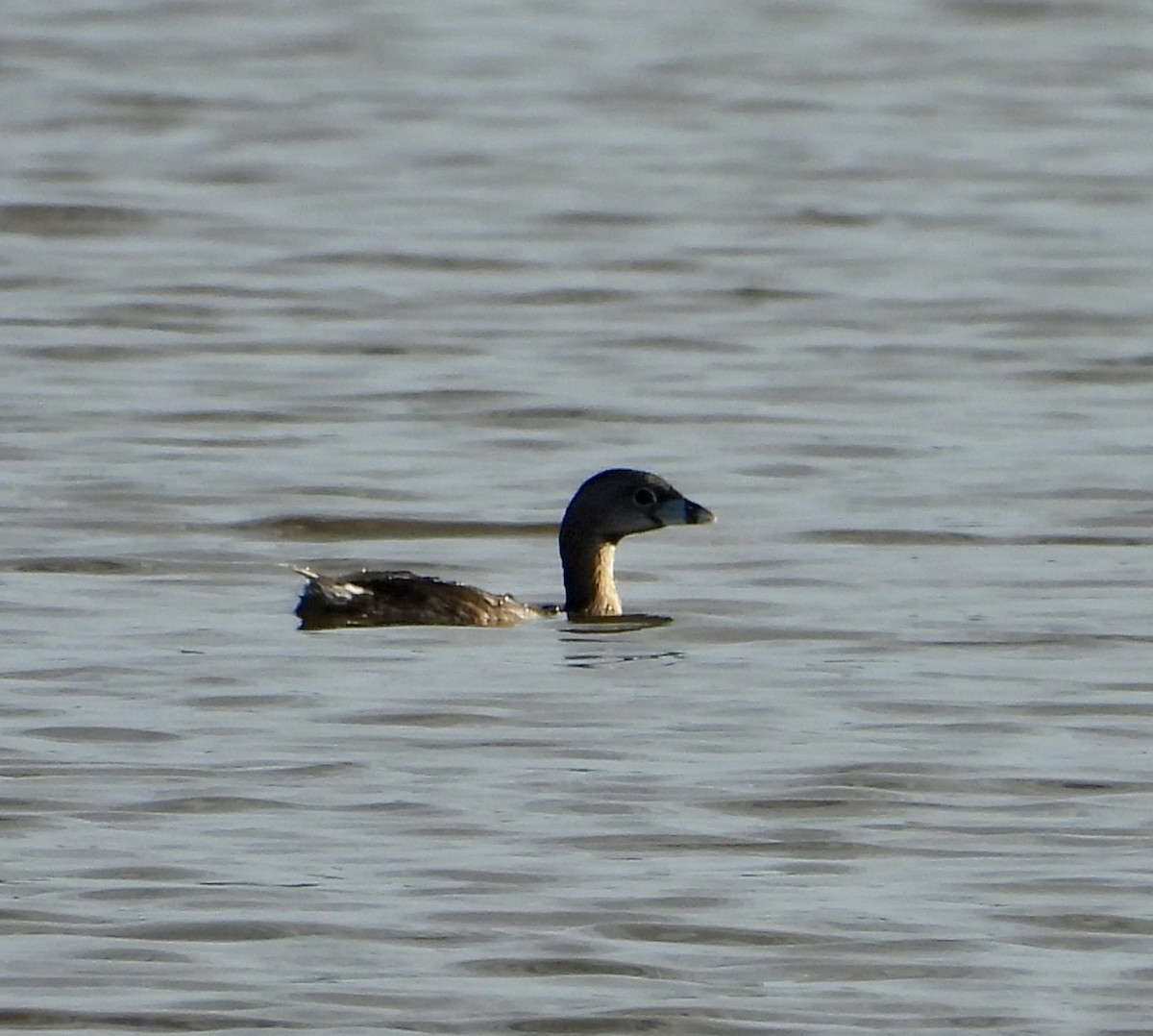 Pied-billed Grebe - ML615658370