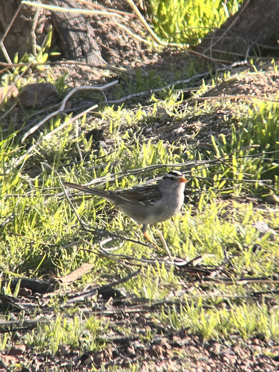 White-crowned Sparrow (Gambel's) - ML615658417