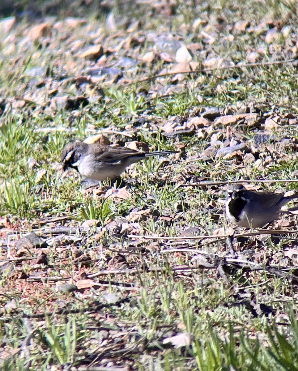 Black-throated Sparrow - ML615658544
