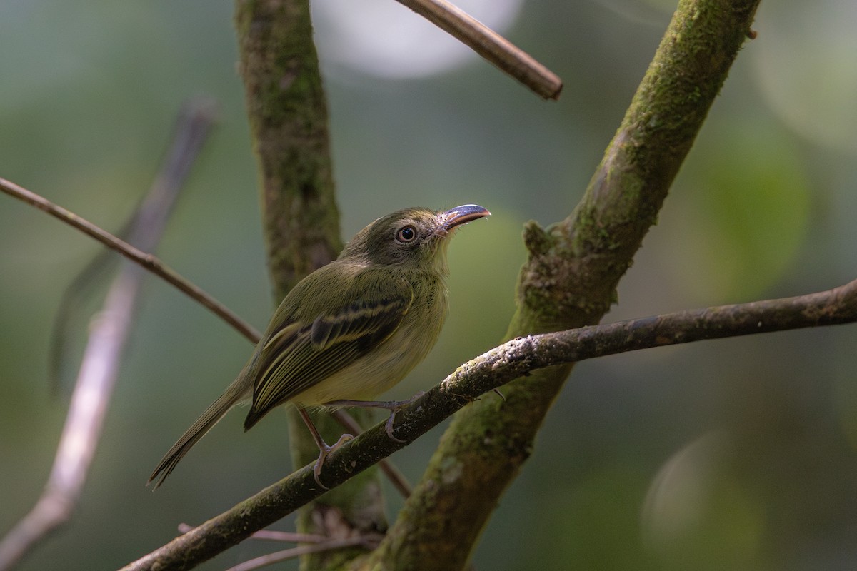 Mosquerito Piquicurvo Sureño - ML615658584