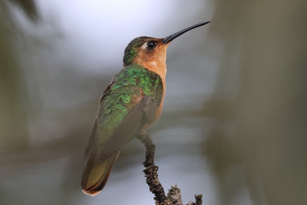 Rufous Sabrewing - William Rockey